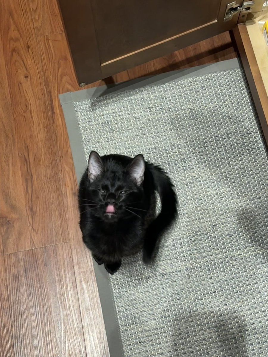 AllisonDetloff's tweet photo. this is now a fan page for my cat bug. he has this little quirk where he bites my head so he’ll probably kill me. he is beautiful though so i will document here. he was free and loves french fries. we call him trash cat (lovingly) https://t.co/4qM8uWEPUS