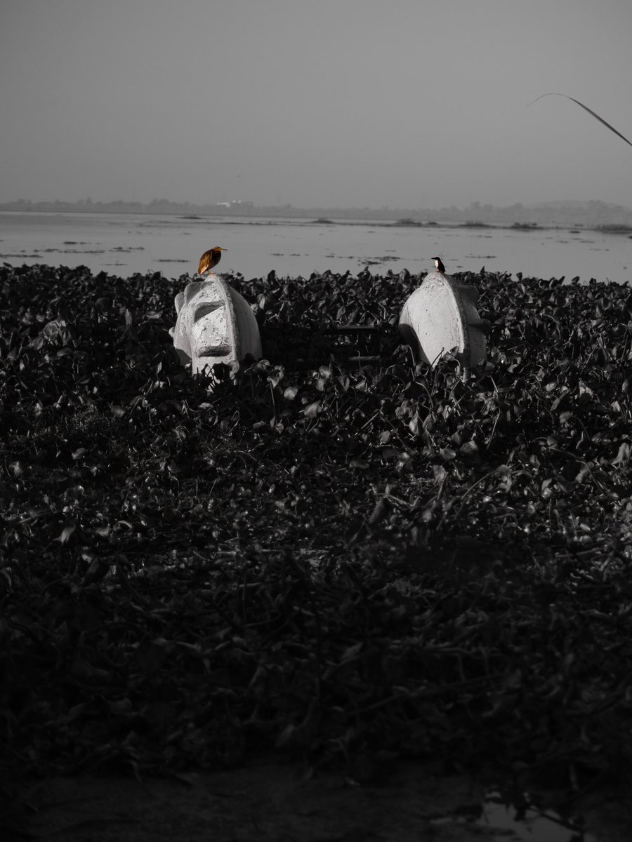 Noah | Noe Caffesse tweet media