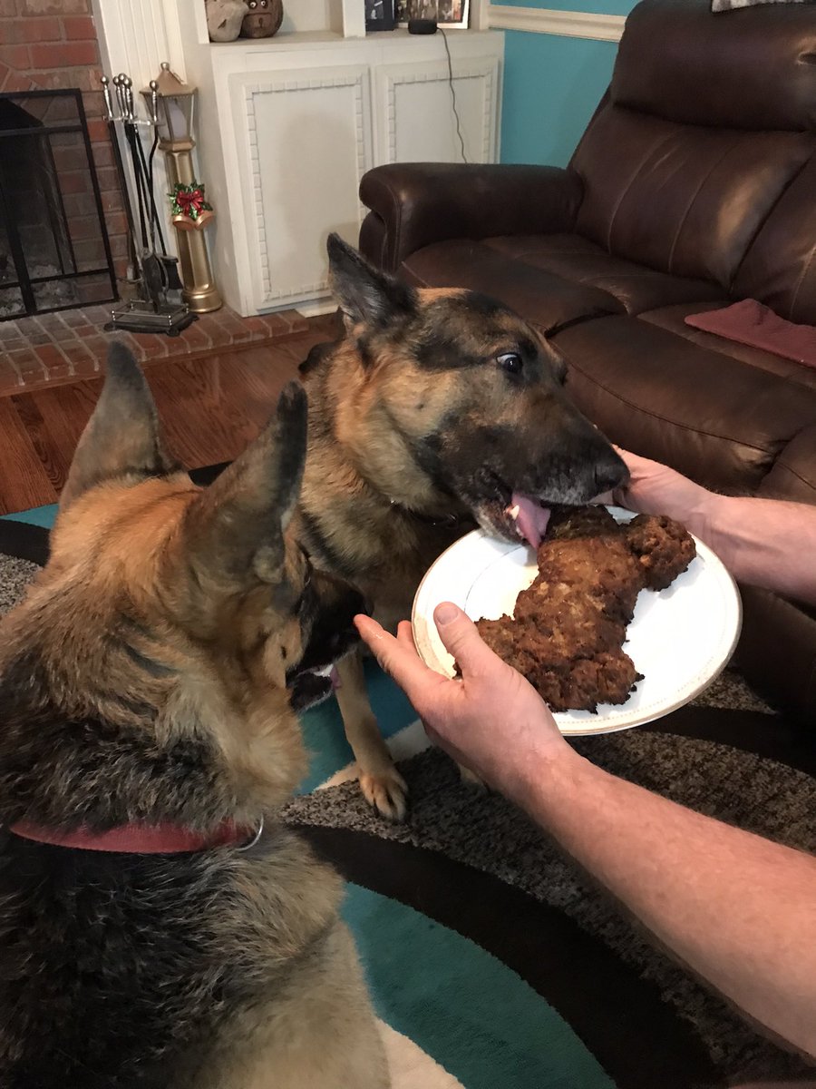 candyannlittle's tweet photo. My Berlin has been part of our family for 4 years now. Happy birthday big boy 🎂🎉🎁 He loved the meatloaf for dinner!! https://t.co/hq5Qn5ZDFS