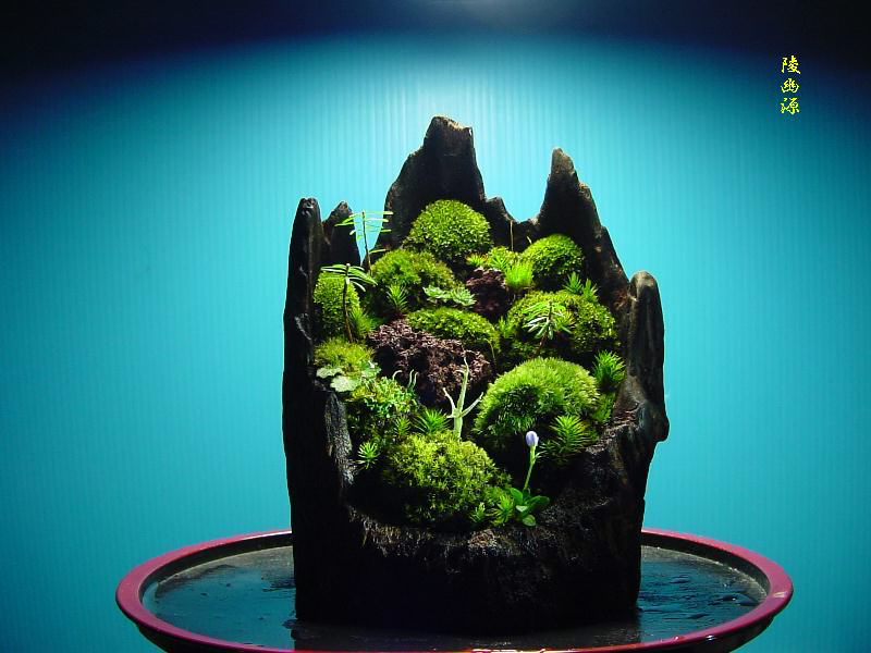 icb35250's tweet photo. 苔盆景
中国山水画
小宇宙の世界に浸ってください

https://t.co/SyB3G7Wxm2

#苔 #苔盆景 #盆景 #苔盆景入門 #小宇宙の世界 #中国山水画 #mosslove #苔テラリウム #苔玉 #苔ワークショップ #苔教室 #苔盆栽 #多肉 #多肉植物 #観葉植物 #セブンカルチャー #カルチャーセンター #盆栽 #苔庭 #山野草 https://t.co/6XQaphlRyf