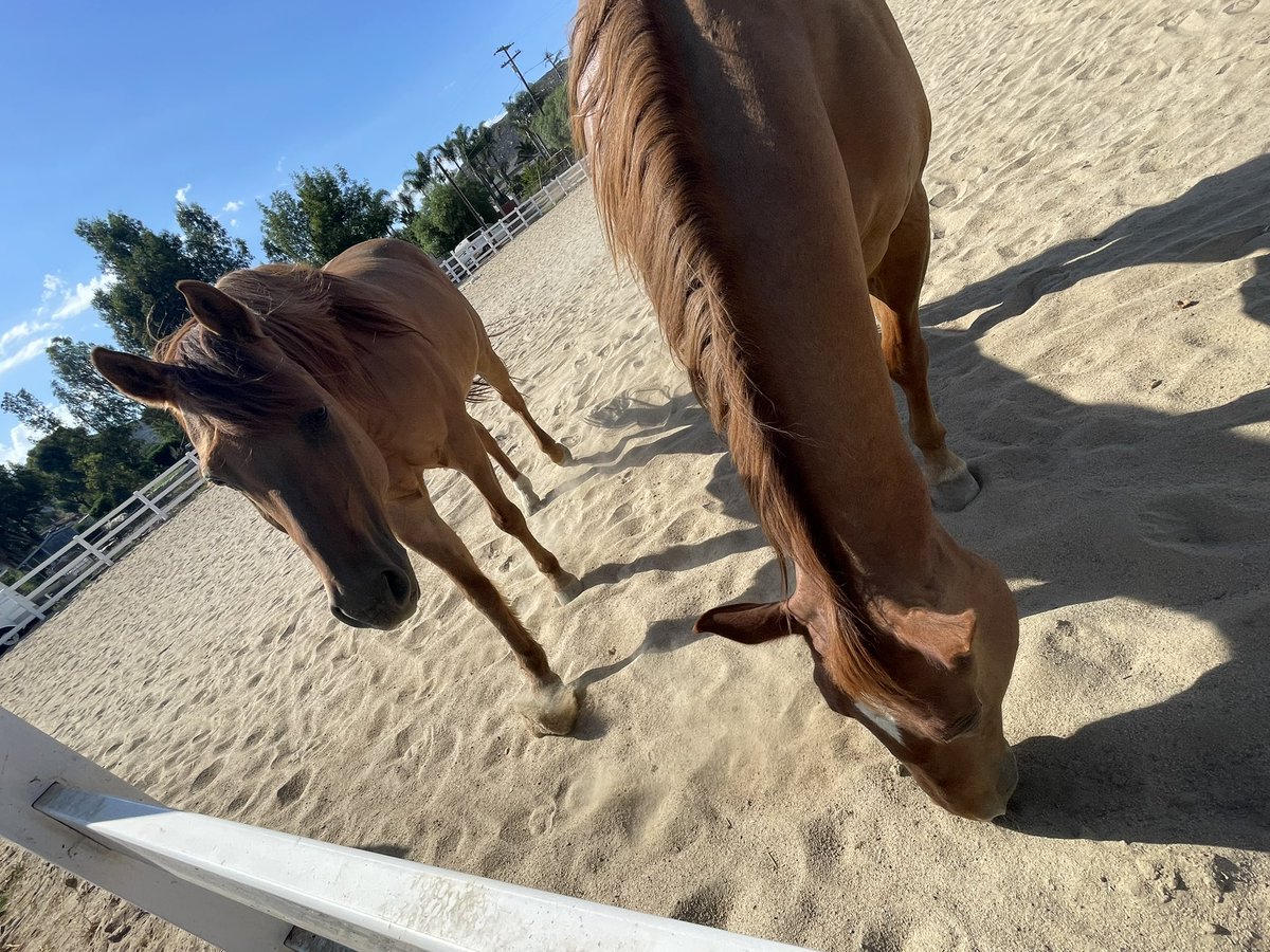 Sweet boys! 🥰 #quarterhorses