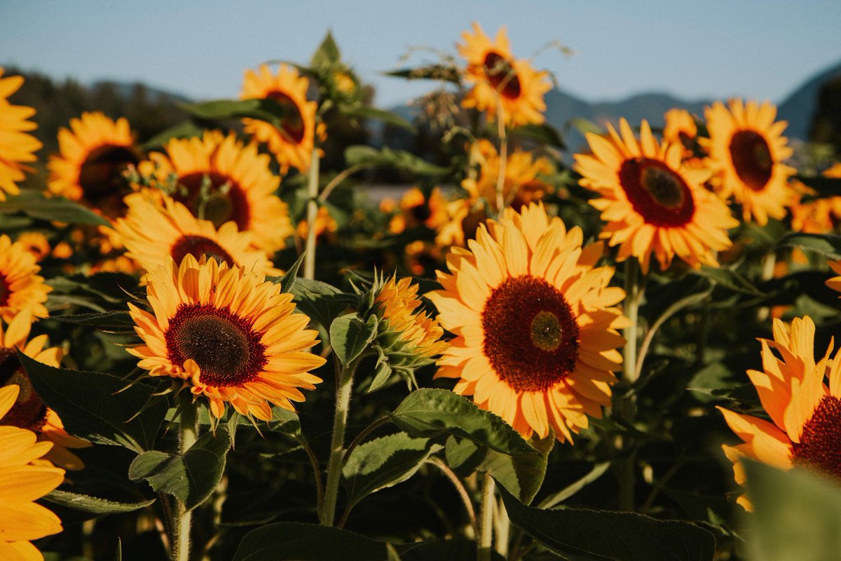 Onos Flower Farms 🚜 tweet media
