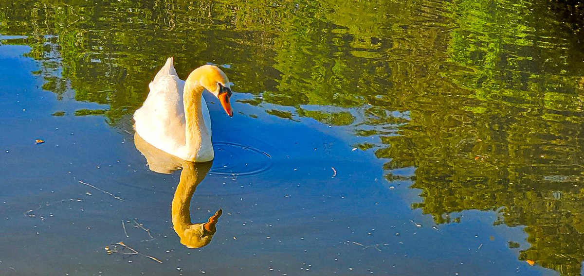 CWolfeShots's tweet photo. Well..my phone died. #ripphone
And I lost about a month of photos.π
But I had a recent backup, so keep on and carry on.πββοΈ
#Toronto #summer #swan #Swans #look #NaturePhotography #nature #NatureBeauty #HIGHPARK #walk #photography #photooftheday #photographylovers #breathe https://t.co/V0qxvWwVFa