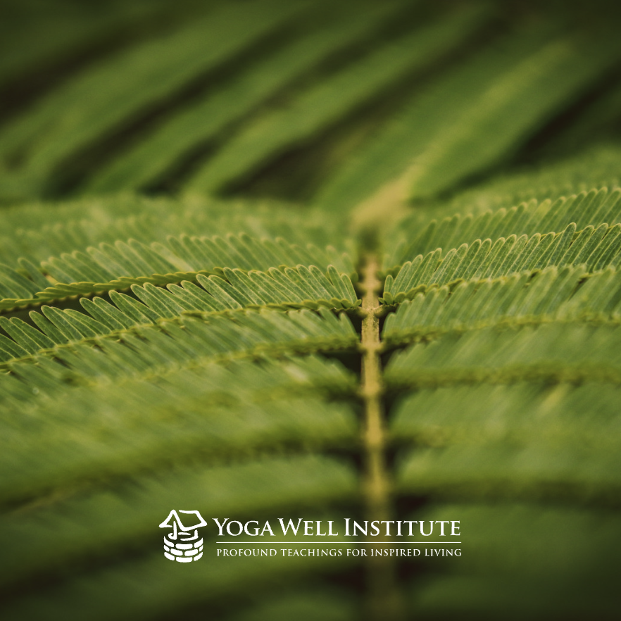 YogaWell's tweet photo. The ‘how’ of doing physical postures is everywhere. But what is missing in mainstream Yoga is the ‘why.’ Understanding the 'why' behind our practice is fundamental so that we are able to experience the vast depth of Yoga. 
- 
#yogawell #yogawellinstitute #viniyoga https://t.co/2Tyi06vZr3