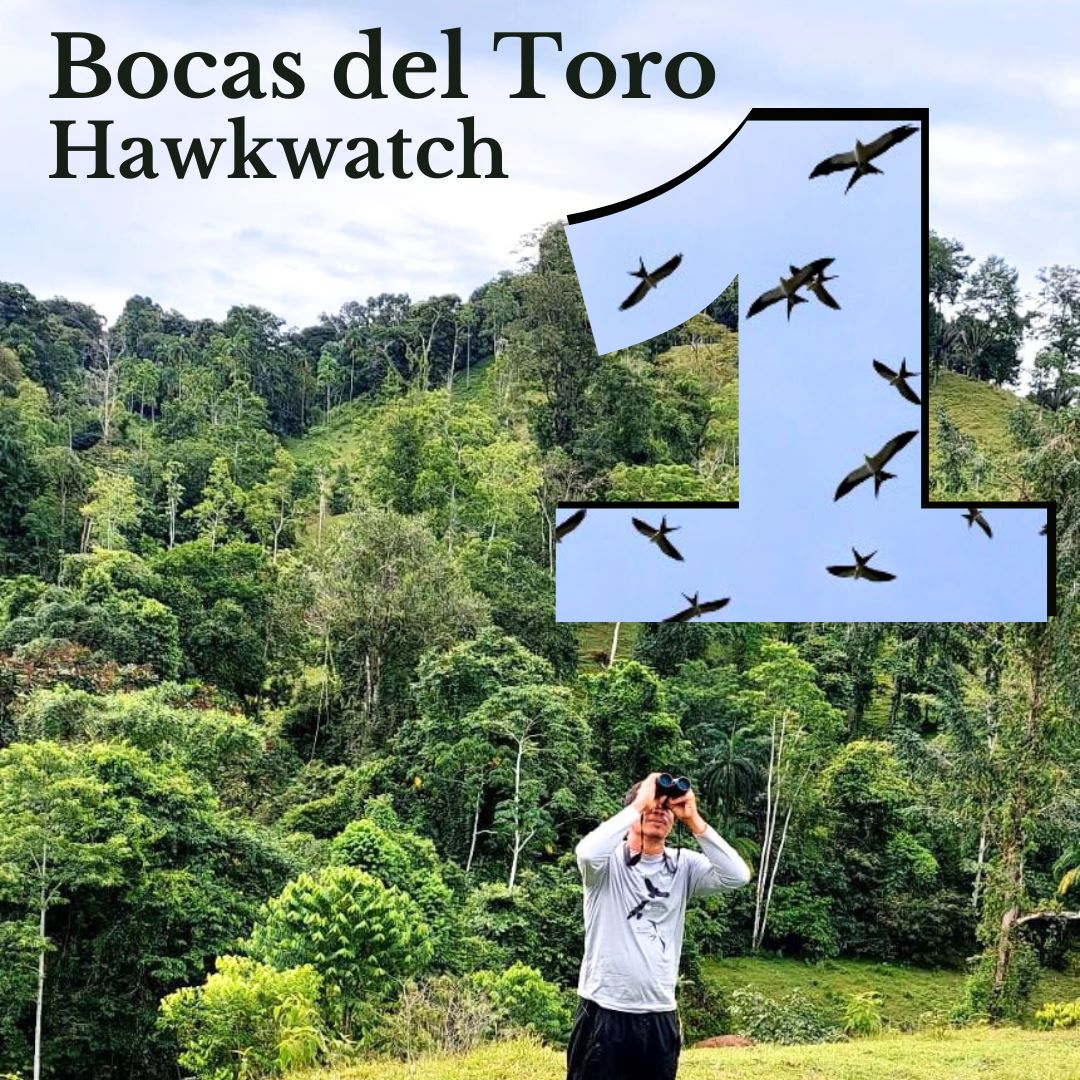 adoptabosque's tweet photo. Ayer 15 agosto fue el 1er día del Conteo Otoñal de Rapaces Migratorias #BocasHawkWatch 
En la foto José Luis Guerra monitoreando la migración. https://t.co/94LHydON1R