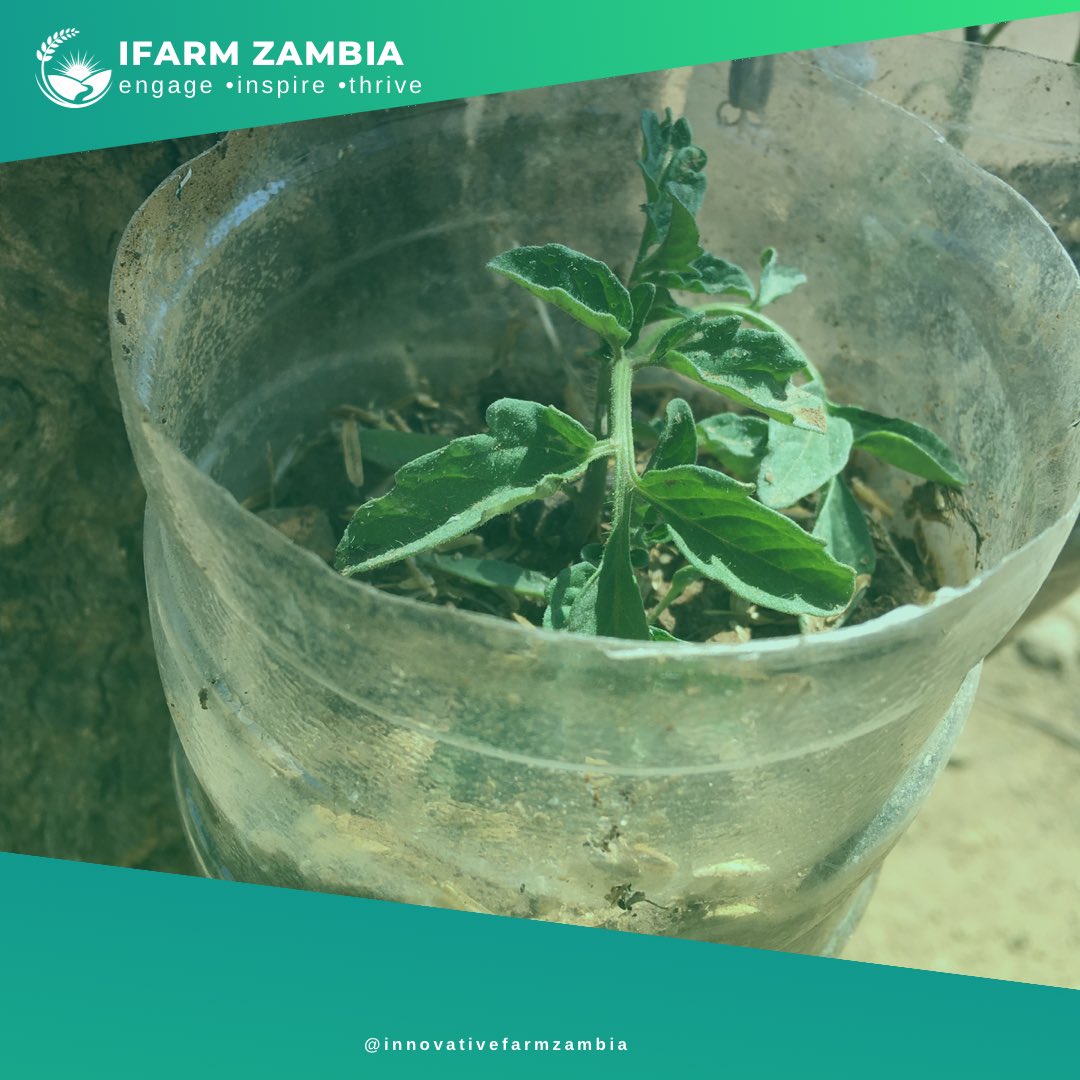 Courtesy of @innovativefarmzambia