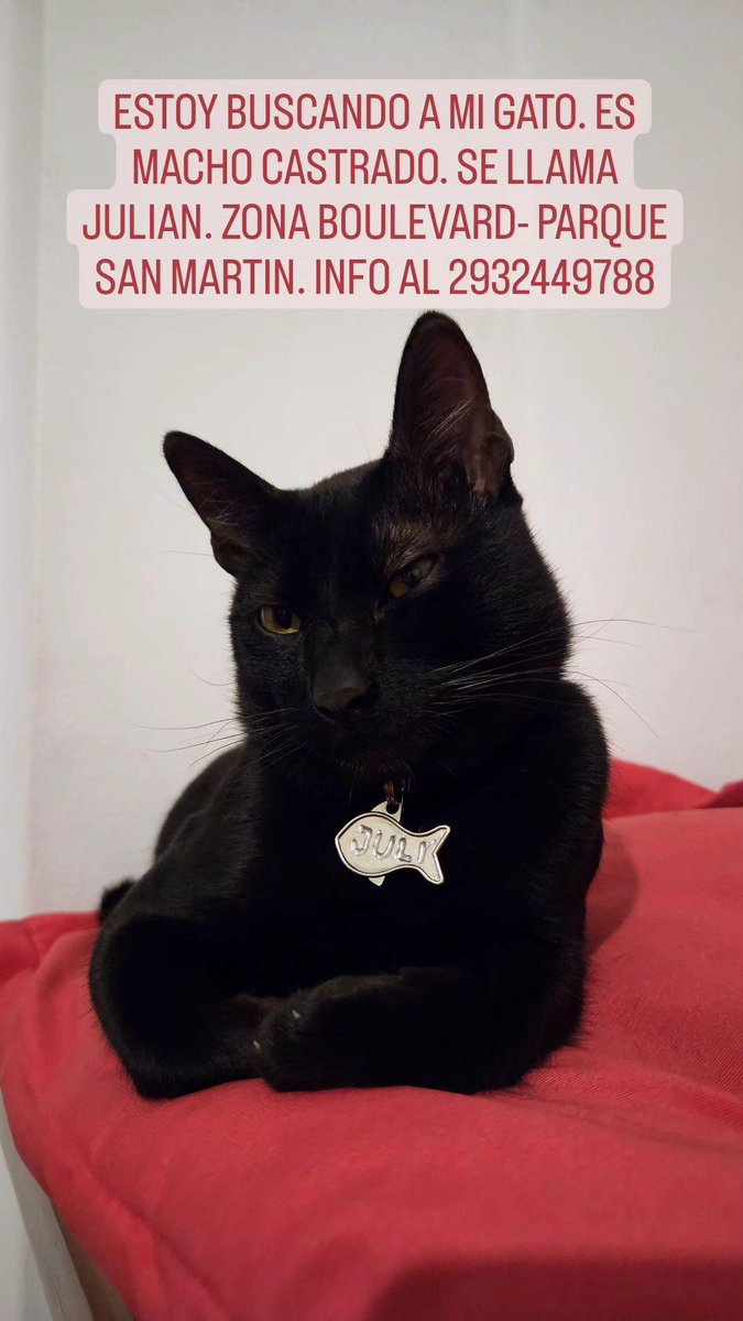 RT! Busco a mi gatito
