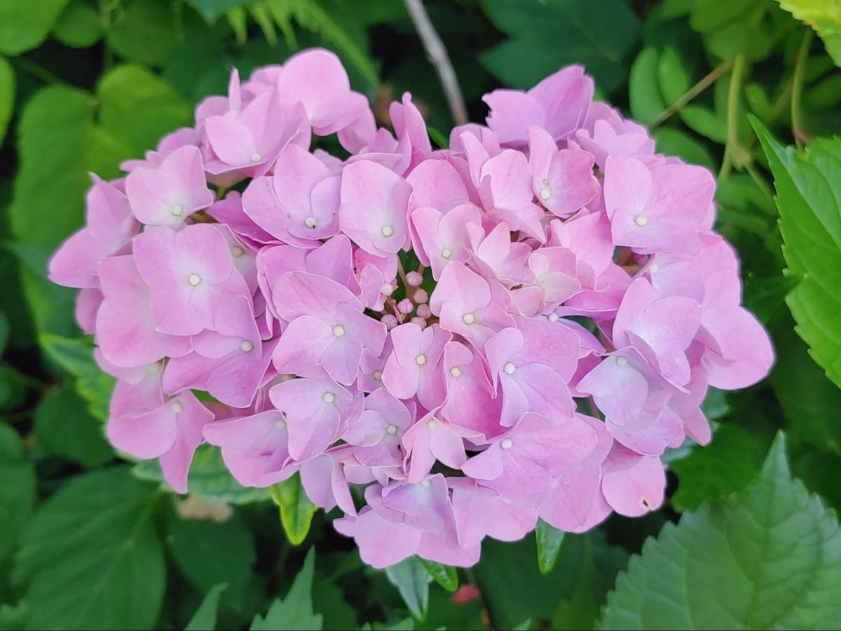 ikaleighdraws's tweet photo. Heart-shaped hydrangea from our backyard ✨ https://t.co/I6mKXjOxpK