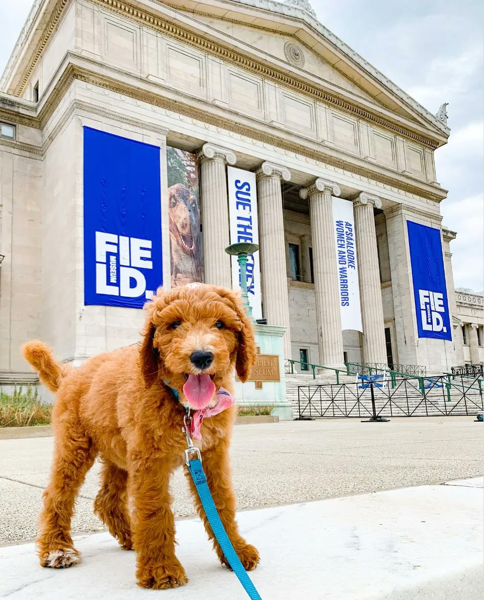 ChooseChicagoMx's tweet photo. Field Museum es una atracción imperdible mientras estás en Chicago. Aquí conocerás a Máximo el Tiranosaurio, el dinosaurio más grande jamás descubierto 🦕.
#ChicagoGOandKnow #Chicago #ChooseChicago
📸: chitownroxie https://t.co/9LhCMU6TX6
