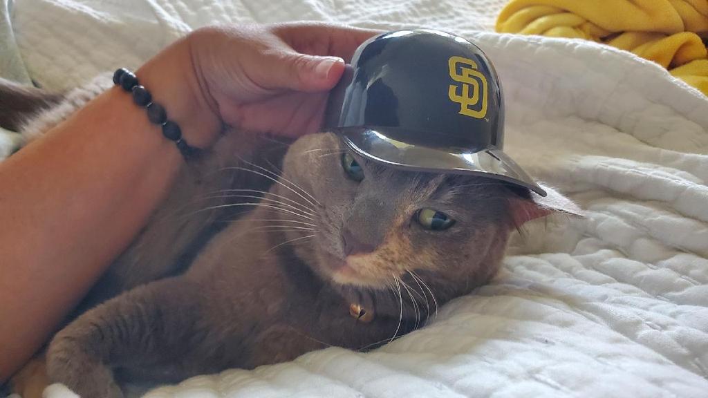 KrisswayOne's tweet photo. @Padres Cat in the Hat #BringTheGold https://t.co/oslqBgyTGR