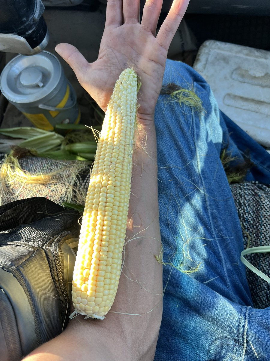 AVHighPlains's tweet photo. AV8614AM planted 5-30 by @AgYieldGuru showing off some siiiize. 18 around by limousine long…#FootLongCorn https://t.co/yKwk7uSpLY