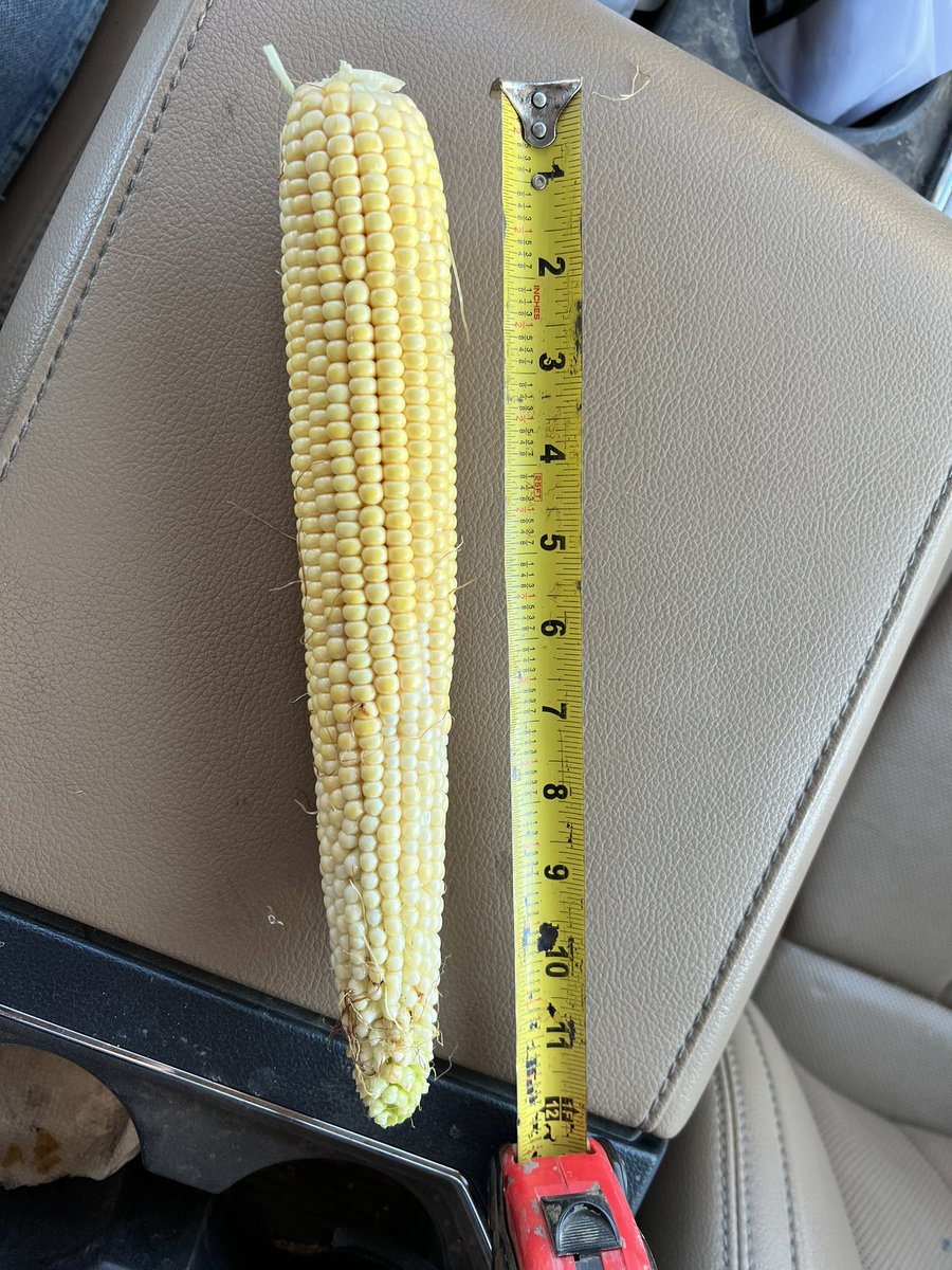 AVHighPlains's tweet photo. AV8614AM planted 5-30 by @AgYieldGuru showing off some siiiize. 18 around by limousine long…#FootLongCorn https://t.co/yKwk7uSpLY