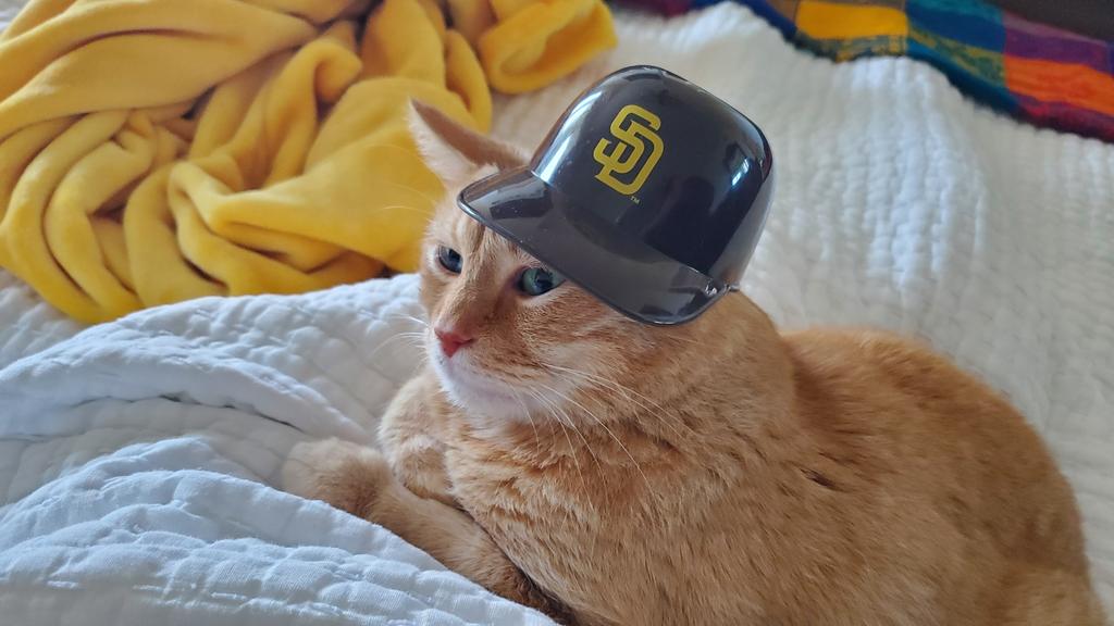 KrisswayOne's tweet photo. @Padres Cat in the Hat #BringTheGold https://t.co/t8LsXULlQf