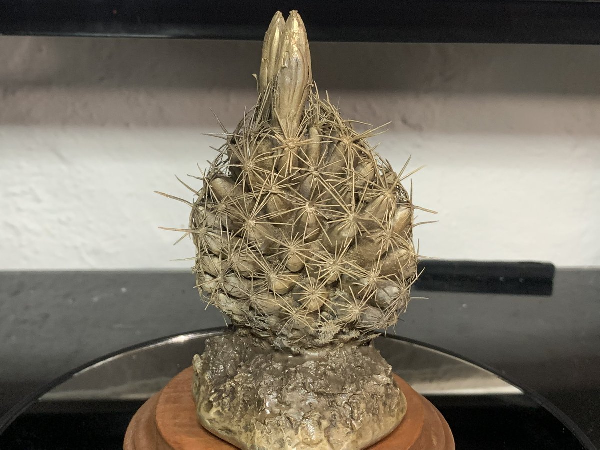Lundgren_Bronze's tweet photo. Bronze cactus. https://t.co/ZB4J9K08SG