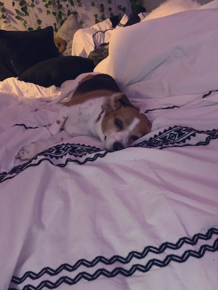 MindOfMoira's tweet photo. Sleepy puppy 🐶 💤 https://t.co/PgoqGtCfeM