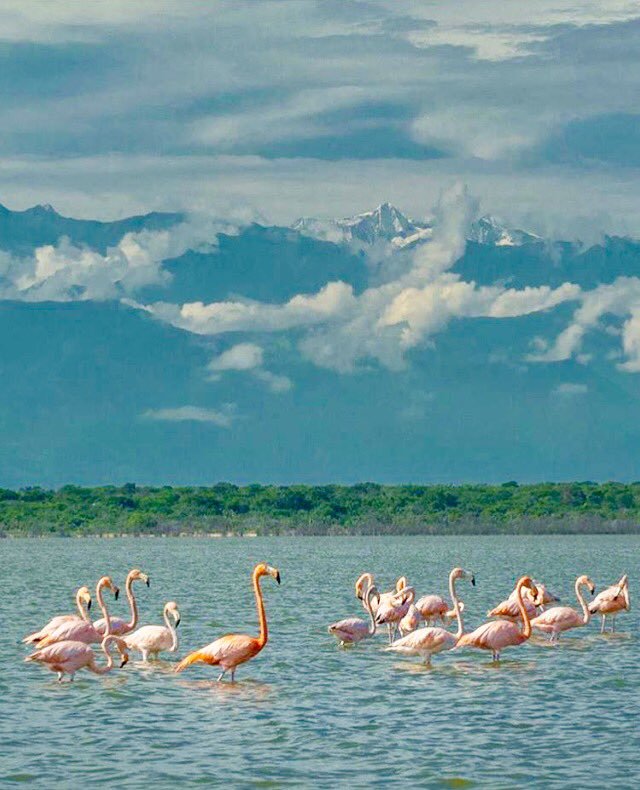 DeepSageApp's tweet photo. Camarones, La Guajira. Flamingo rosado y al fondo, la Sierra Nevada de Santa Marta

Foto de @Hamacaymoka que nos comparte @carlosjosegz

#ColombiaMagnífica
#LoMejorDeColombia https://t.co/JBDLzjv6Jy