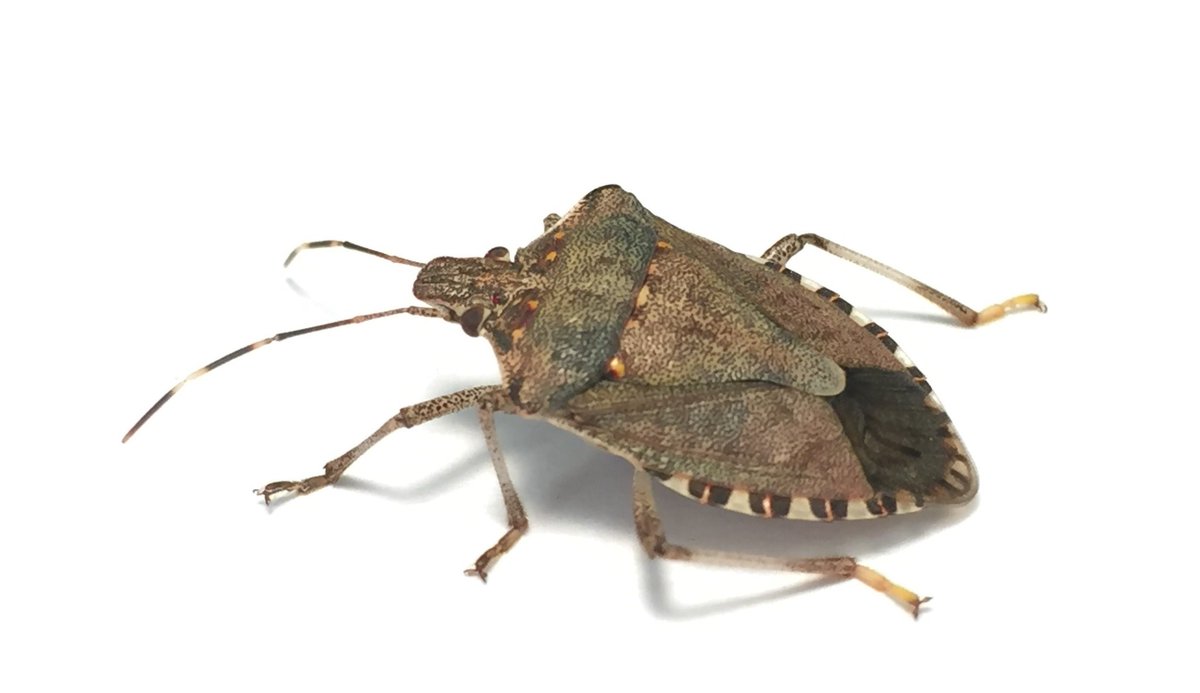 Could your post-harvest site be our next stink bug champions? We’re looking for kiwifruit post-harvest facilities ready to lead our industry Brown Marmorated Stink Bug (BMSB) surveillance programme – it’s easy, and we’ll give you everything you need: bit.ly/3smYZJ2
