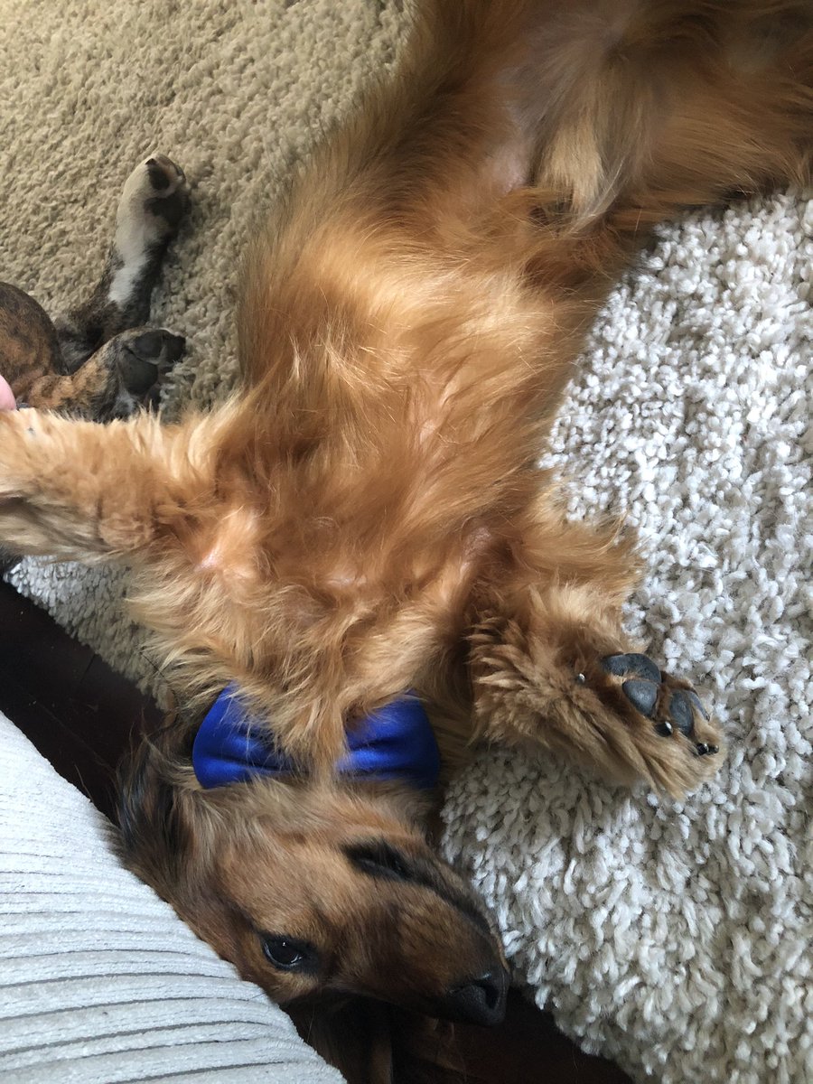 elainenimmo's tweet photo. @dog_rates @PatrickW My little cuties were models but they couldn’t handle the after parties https://t.co/Sj2LwM9k1y