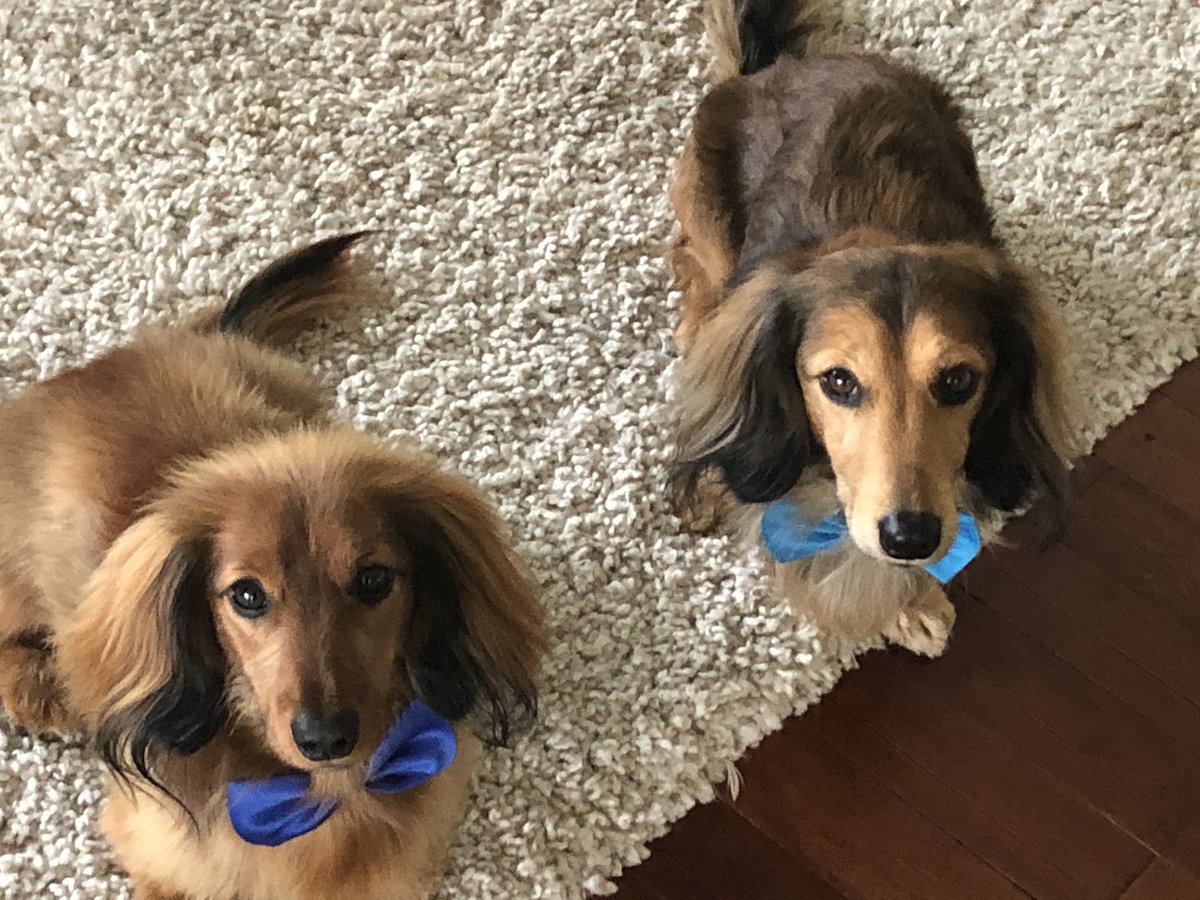 elainenimmo's tweet photo. @dog_rates @PatrickW My little cuties were models but they couldn’t handle the after parties https://t.co/Sj2LwM9k1y
