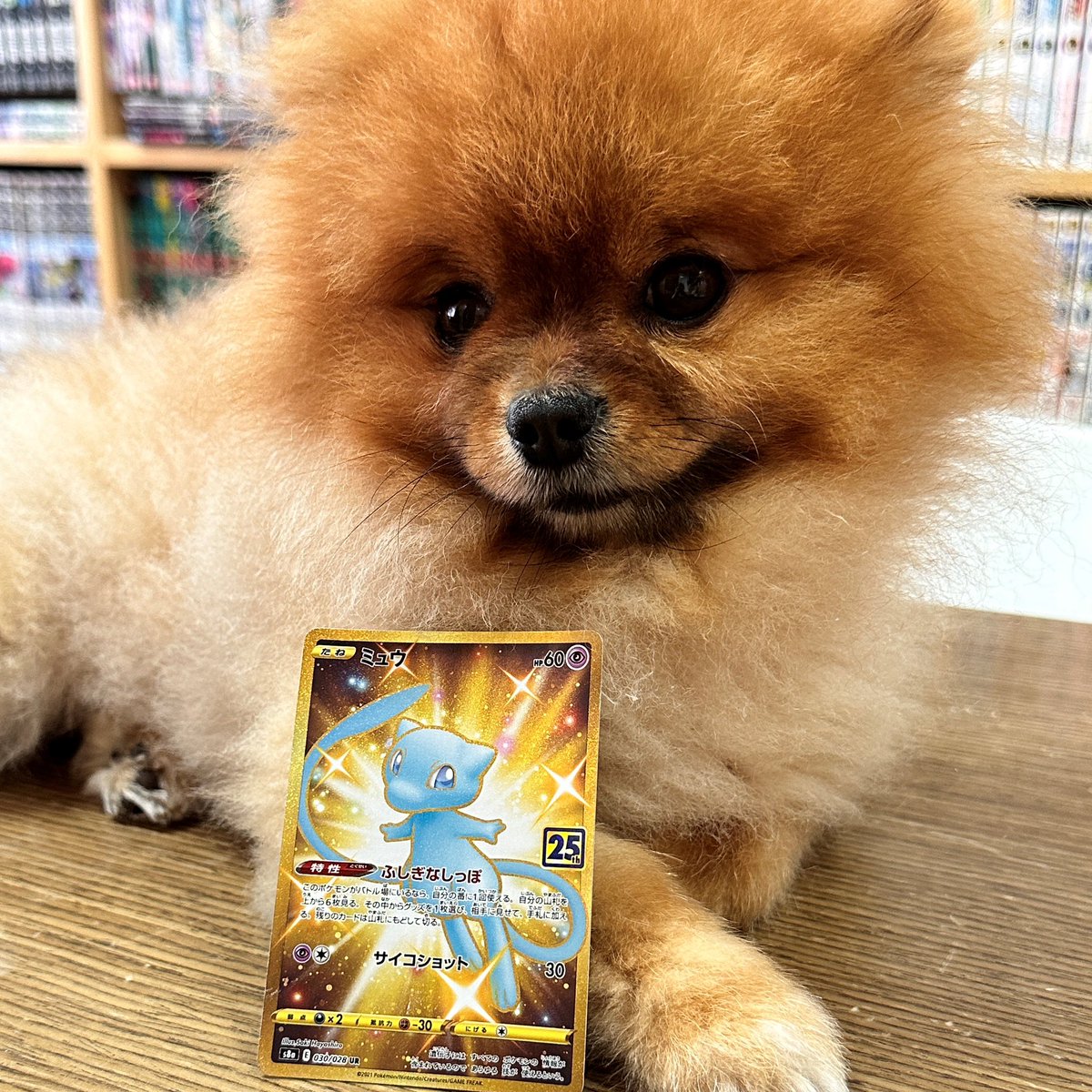 Mandom5354's tweet photo. 【#伊貝陪開箱】
拆兩盒日版PTCG25週年紀念包,竟中了極稀有的s8a 030/028UR「色違ミュウ」!太幸運了!
https://t.co/cOPpQdgo8Y
#PokemonCard #ポケモンカード #ポケモンカードゲーム #ポケモンカード25th #ポケカ25th #PTCG #色違ミュウ #ミュウ #s8a #s8a030
#pomeranian #博美 #ポメラニアン https://t.co/0dV1Rf5BEW