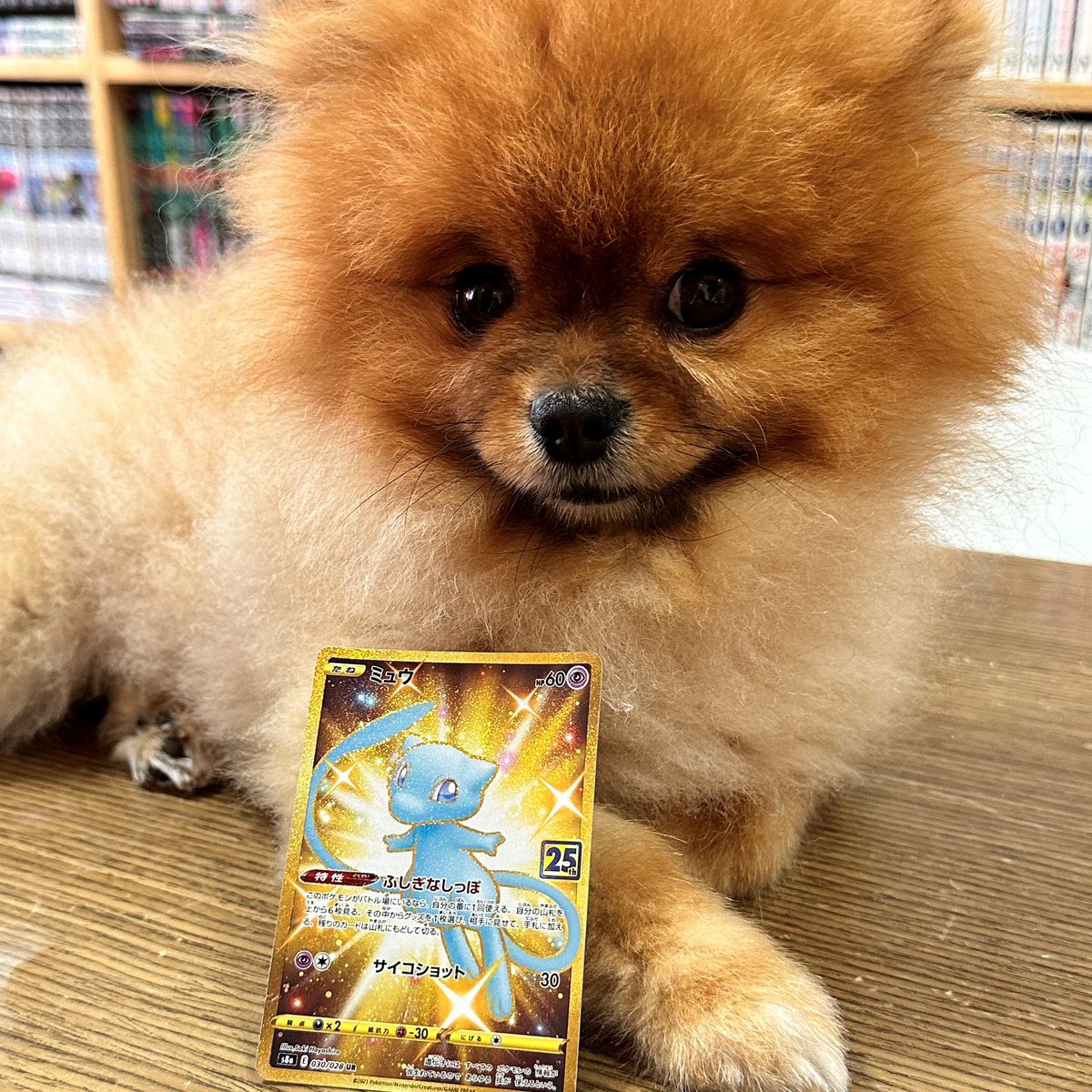 Mandom5354's tweet photo. 【#伊貝陪開箱】
拆兩盒日版PTCG25週年紀念包,竟中了極稀有的s8a 030/028UR「色違ミュウ」!太幸運了!
https://t.co/cOPpQdgo8Y
#PokemonCard #ポケモンカード #ポケモンカードゲーム #ポケモンカード25th #ポケカ25th #PTCG #色違ミュウ #ミュウ #s8a #s8a030
#pomeranian #博美 #ポメラニアン https://t.co/0dV1Rf5BEW