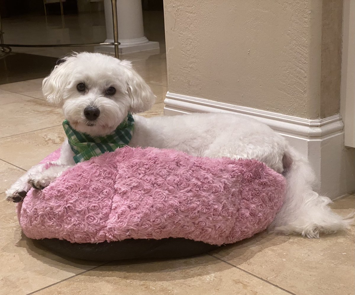 SirBailey2's tweet photo. In case yous didn’t figure out for yousself… baby sister Rosie let me’s borrow hers bed 💚🐶🐾 #dogsoftwitter #dogsofx #adogslife #doggo #pets #doislookfatinthisbed?🤔 #askingforafren https://t.co/rNhNt6Yf6P