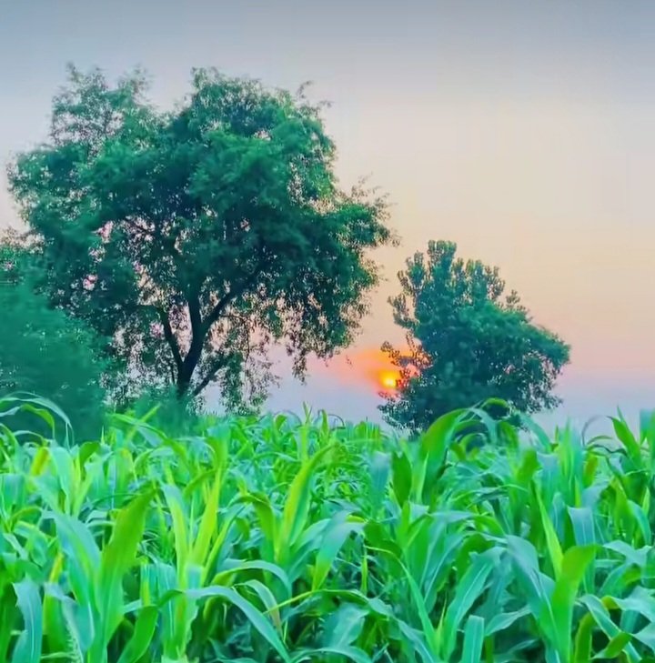 আসসালামু আলাইকুম...... ! 

বিপদ আপদ মুক্ত একটি দিনের কামনায় সবাইকে জানাই শুভ সকাল। ভালো কাটুক সবার আজকের দিনটি..🌿🥀

#শুভ সকাল..... 🌺