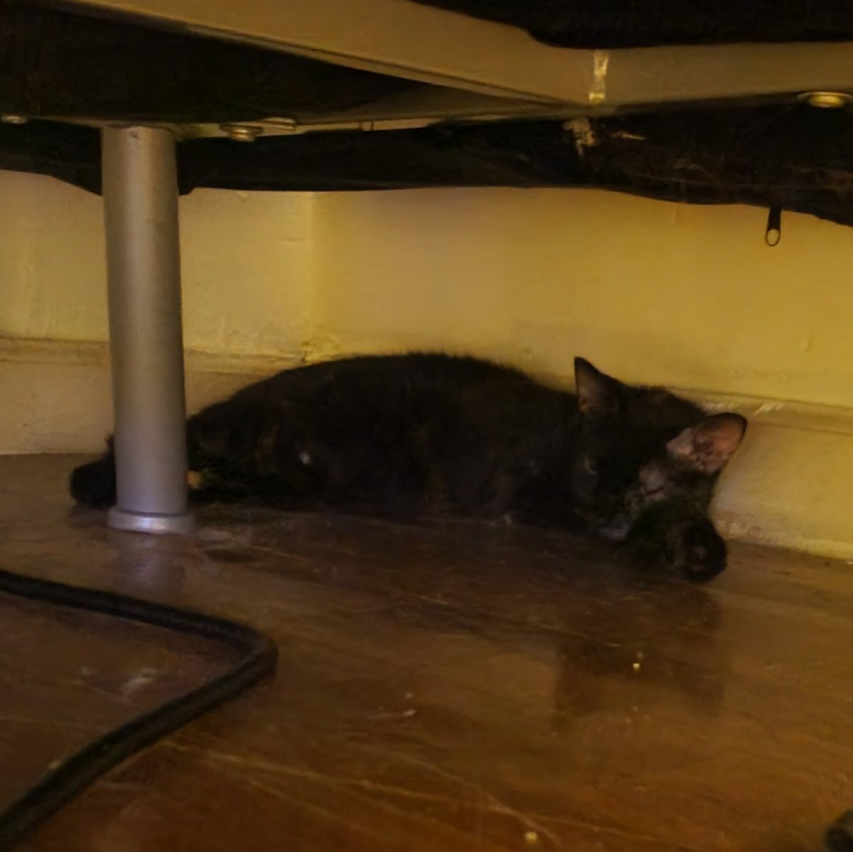 Ottolie lounging under my bed