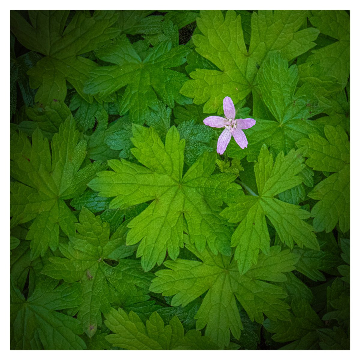 tppictures3's tweet photo. A few shots taken @Ness_Gardens hope you like. #naturelovers #NaturePhotography https://t.co/rR7y9X6WFf