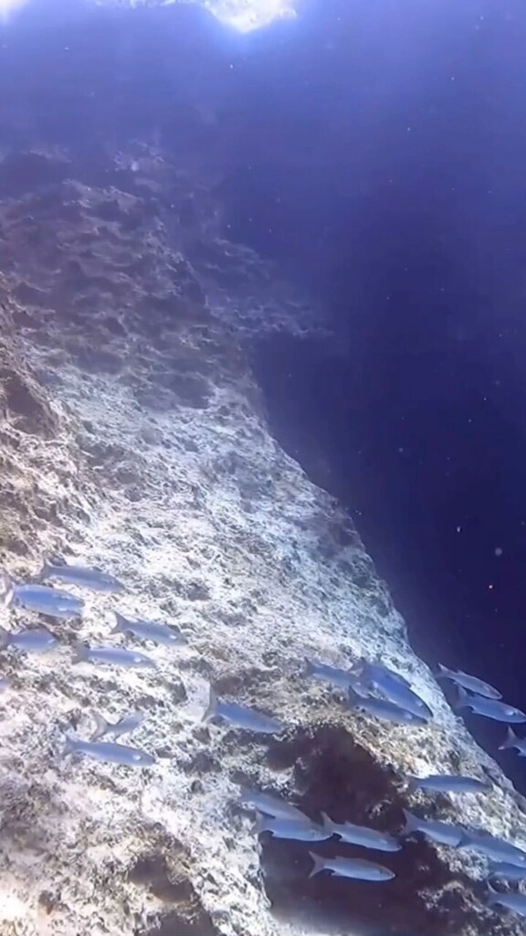 ScubaNautilus's tweet photo. Peaceful trip.. 💙
#scubadiving #paditv #nautilusdivingkas https://t.co/XnqD9SbMsH https://t.co/WgpVhwbymM