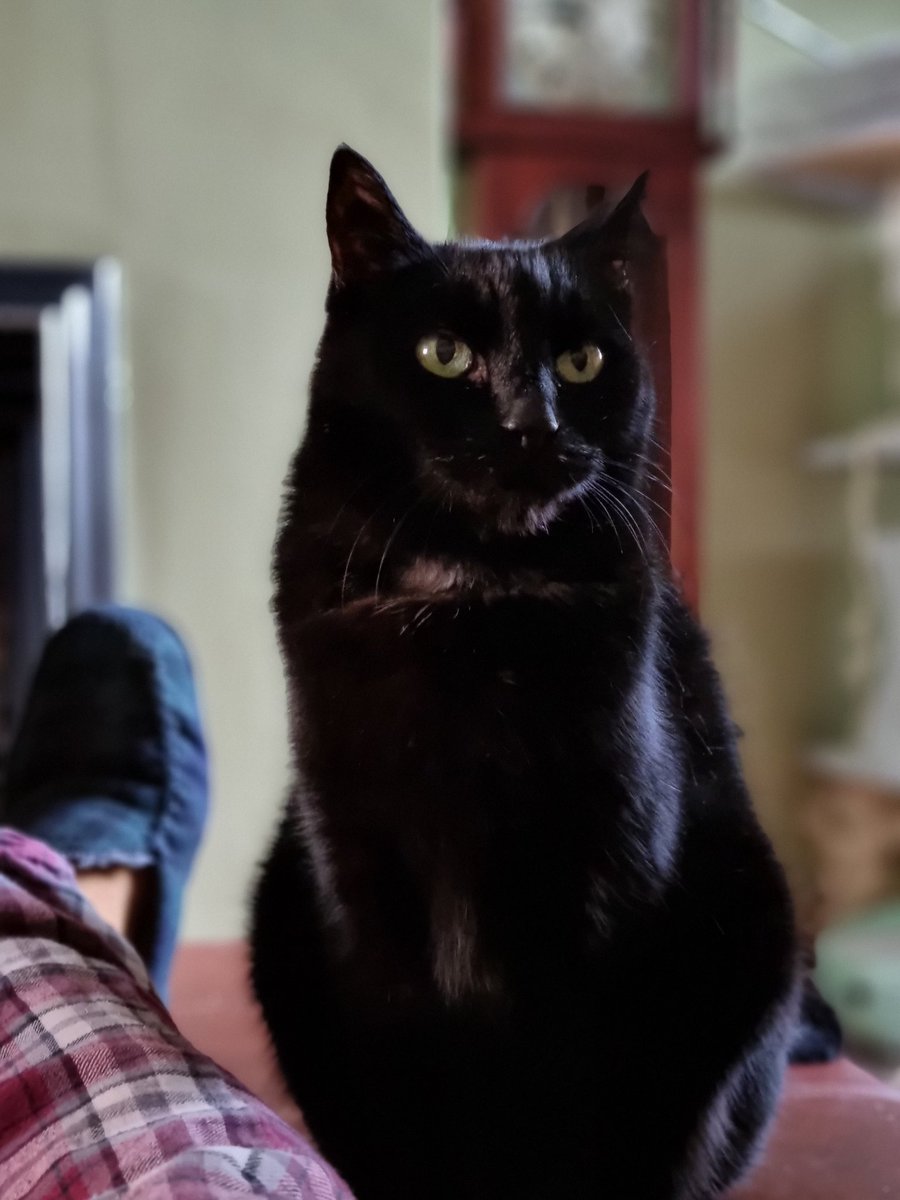 blackie1981's tweet photo. @TreasuryMog Sydney. The deepest thinker of all black cats https://t.co/qjJ5uL4sVR