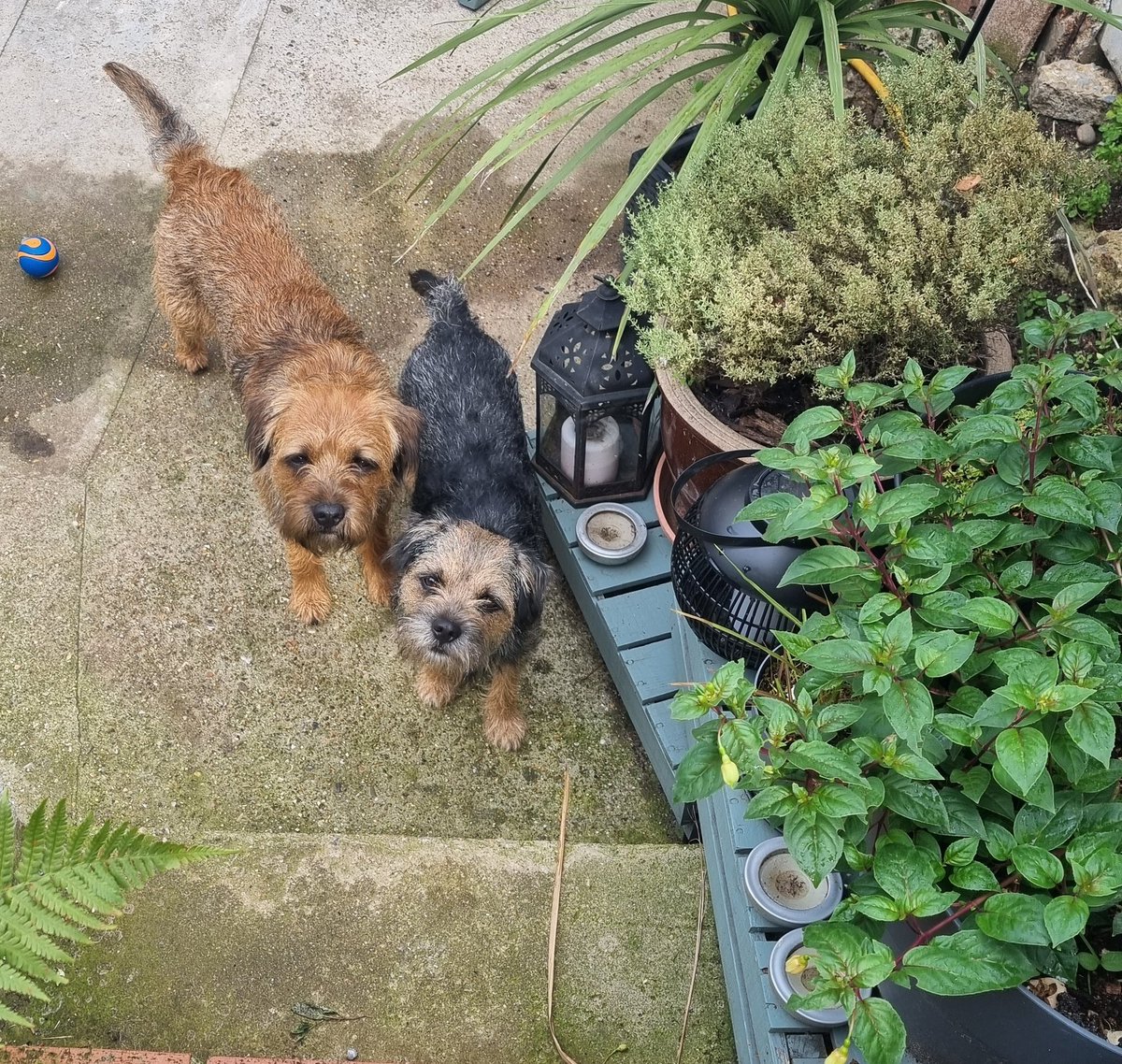 Nipper_BT's tweet image. So I's managed to scarf sum of super mousers bikkits y'day. Had a bit of a fit in the evening. Mum reckons defo got CECS as I's bin gluten free since me last episode. I's alrite pals but mum hidin cat bikkits now pffttt...they were tasty too #borderterrier #BTPosse #CECS