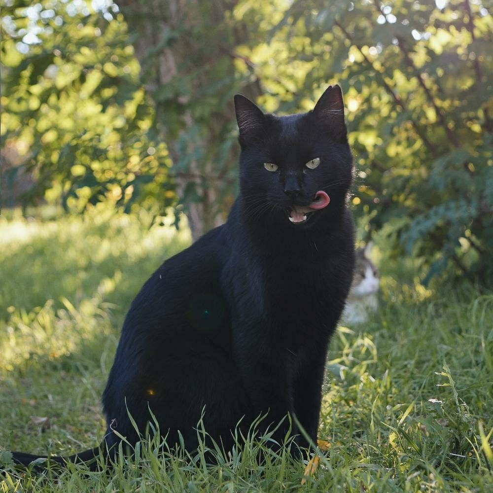 Kichiro 🐱 nació en una colonia callejera faltándole la mitad de una de sus patitas traseras. Nunca se sintió menos capaz, corre, trepa y salta. Por su seguridad, se le rescató y le buscan un nuevo hogar 🏠 #Adóptale en <a href="/ZarpasyColmillo/">Zarpas y Colmillos</a> en #Madrid +info en bit.ly/2QnEMA9
