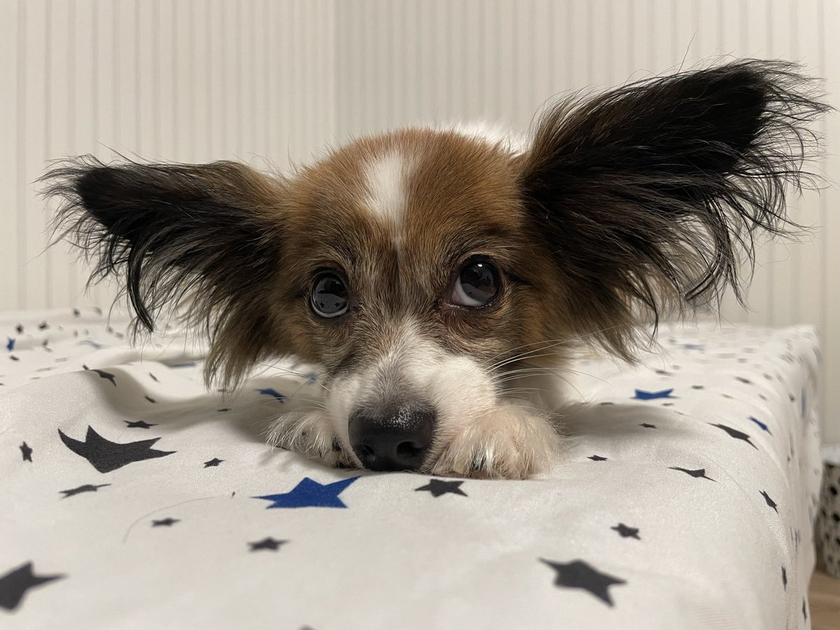 Loco20190408's tweet photo. ぶりっ子は僕にとっての最高の武器だ✌ https://t.co/ScIoCX7zvK
