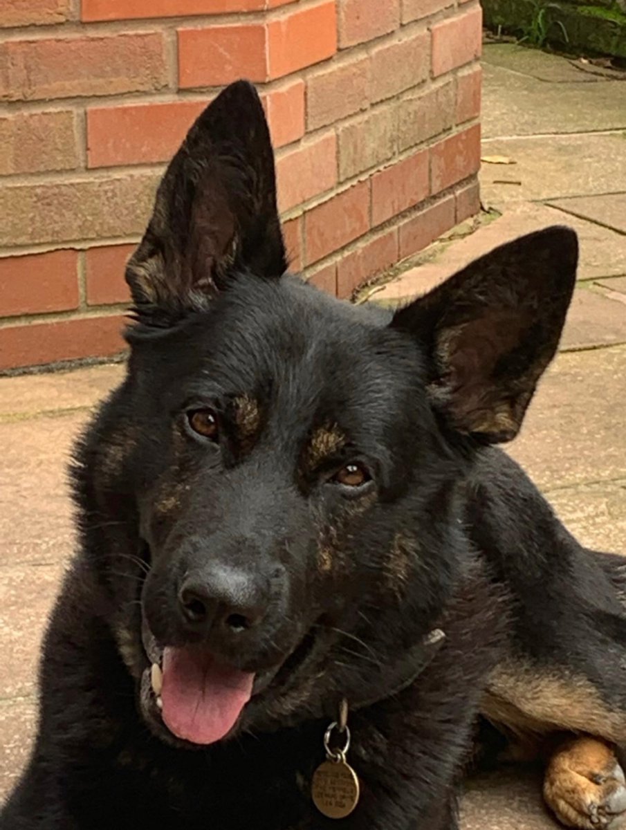 Overnight a stolen vehicle was abandoned and the offenders made off. PD Mizz was hot on their heels and tracked them for almost a mile, catching up with them where they had been stopped by human officers. Mizz’s efforts confirmed they were the males responsible. Good lad!