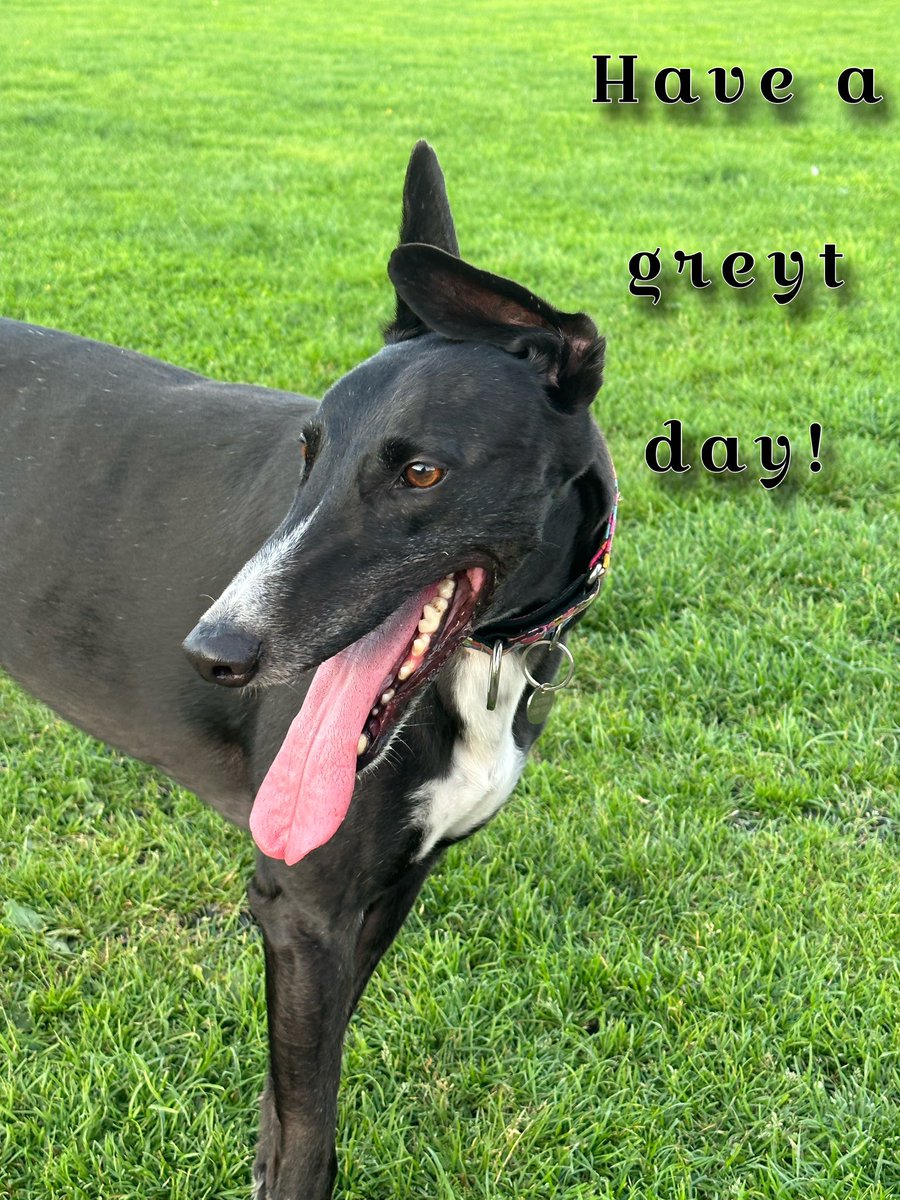 paddythegreyt's tweet photo. Sending good vibes to you all! 💙🐾🐾 #thursdayvibes #dogsofX #dogsoftwitter #greyhound #CatsOfTwitter #greyhoundsofX #greyhoundsoftwitter #greyhoundsmakegreatpets #greyt https://t.co/Vx9xBodKyM