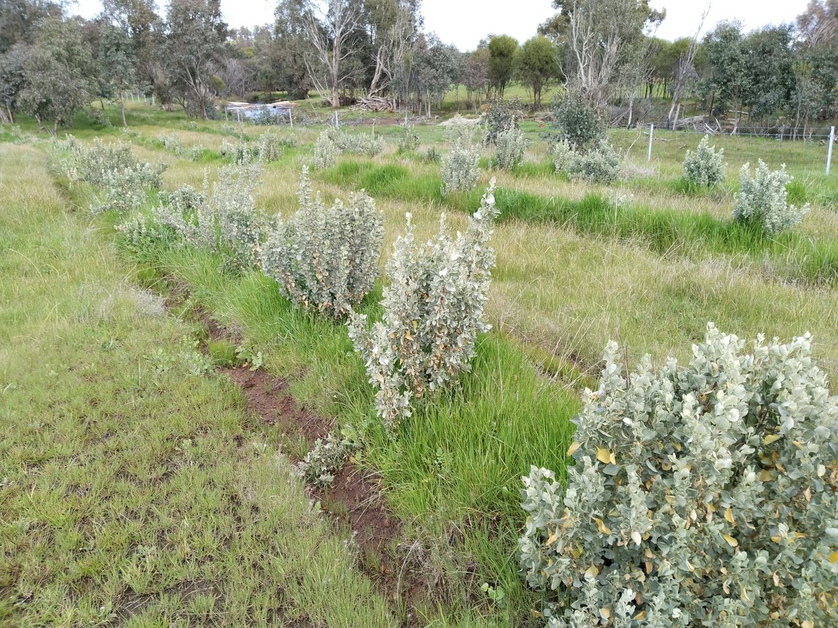 PHCC_Mick's tweet photo. Back in #Quindanning to monitor the growth of #saltbush from one of @PeelHarveyCC's Community Environmental Grants!
--> Mounding to overcome waterlogging
--> Replanting to overcome flooding/washouts
--> New plants following fencing
Great #results with more to come
#GreeningFarms https://t.co/RcOVjQyHNN