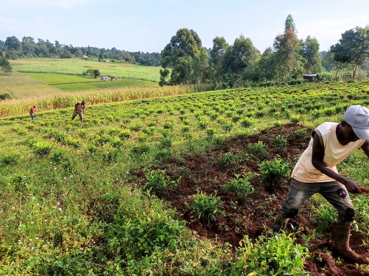 SeroneiCheison's tweet photo. Restoration of value through weed removal, control and crop management @SinoninTea Annex. Not everybody is a tea person! #TeaOfChampions @SinoninBiotech @VeganVlavour #MadeInNandi https://t.co/Tvp8PbLc1m