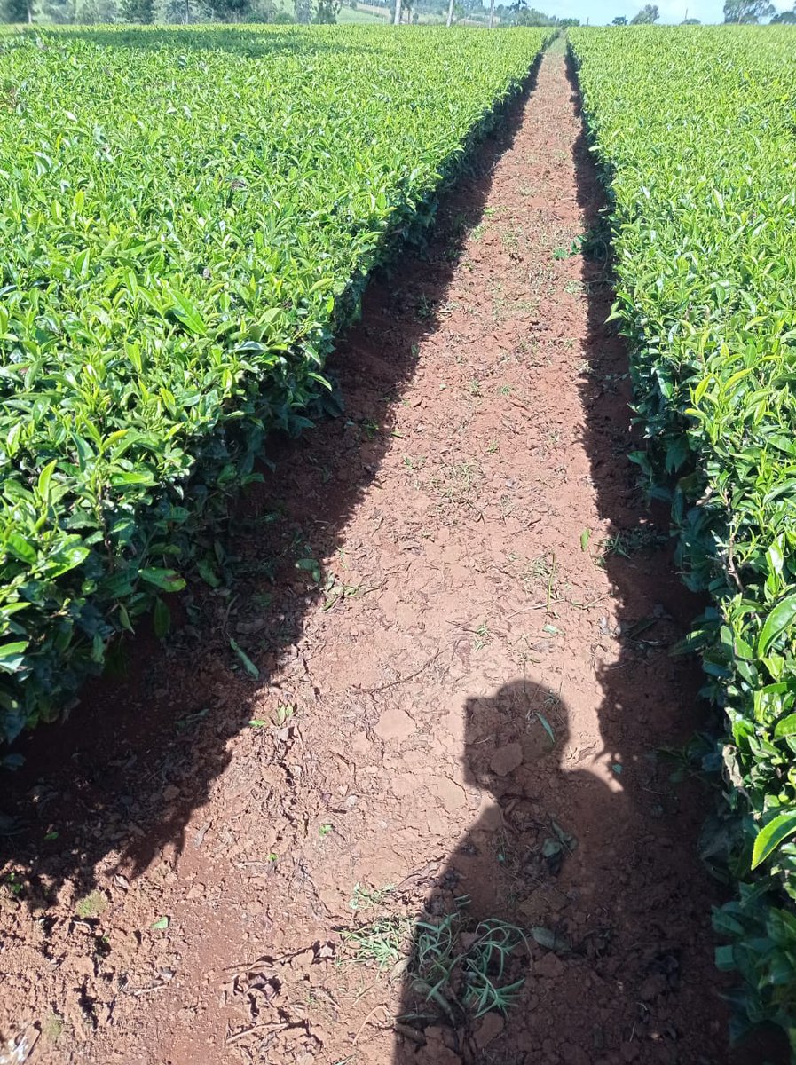 SeroneiCheison's tweet photo. Restoration of value through weed removal, control and crop management @SinoninTea Annex. Not everybody is a tea person! #TeaOfChampions @SinoninBiotech @VeganVlavour #MadeInNandi https://t.co/Tvp8PbLc1m