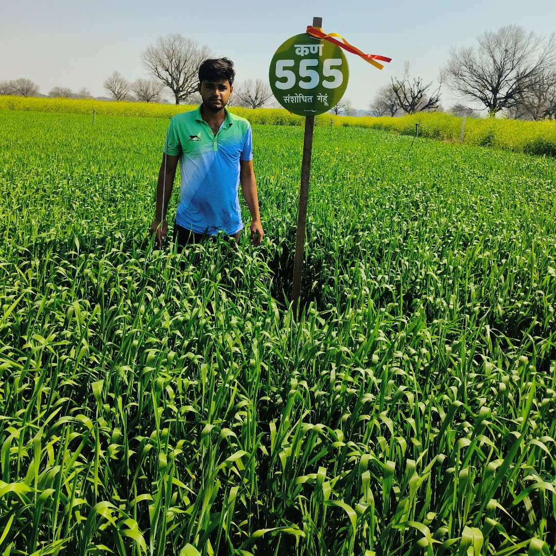 खुशियों से भरी कण 555 संशोधित गेहूं की खेती में खड़े हमारे किसान भाई! 🌾🌾 #Kern555गेहूं #फसलखुशियाँ #किसानकीखुशियाँ
-
अधिक जानकारी के लिए कॉल करें: 9107062062

#Kern555ResearchedWheat #HarvestHappiness #GoldenFields #WheatWonder #BountifulCrops #FarmingSuccess #SatisfiedFarmer