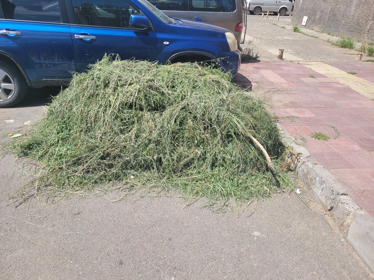 Иймэрхүү ногоон хаягдал. Мод, бутны иш, навч, зүлэг, шарилж, үртэс зэргийг хогийн цэг рүү ачих гэж байгаа бол түр азнаарай. Амгалангийн хашаа руу ачуулаарай. Үүгээр био ариутгагч, компост зэргийг үйлдвэрлэж байгальд ээлтэй эдийн засгийн эргэлтэнд оруулж байна. Дажуулж өгнө үү.