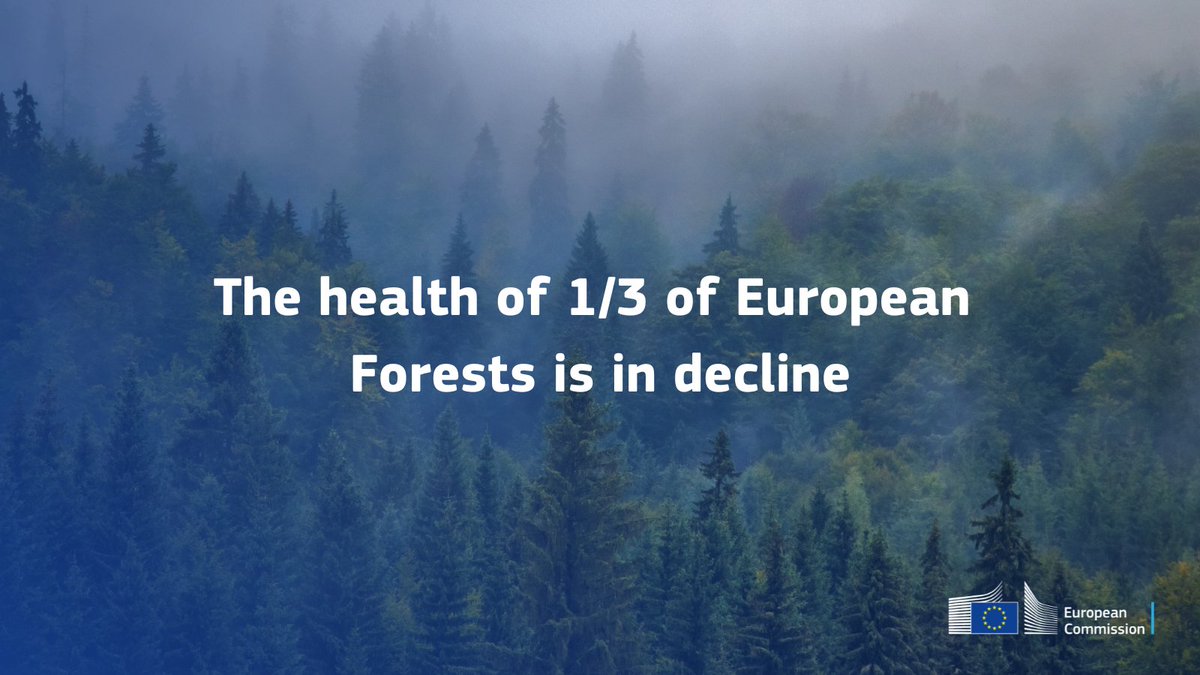 🔽The health of 1/3 of European #forests is in decline. They have: 🐦 fewer bird species 🌲 less trees 🌱 lower soil quality Our scientists warn that we need ▪️ further restoration ▪️ better forest management ▪️ an extended recovery period Learn more 👉 europa.eu/!xcGG6T