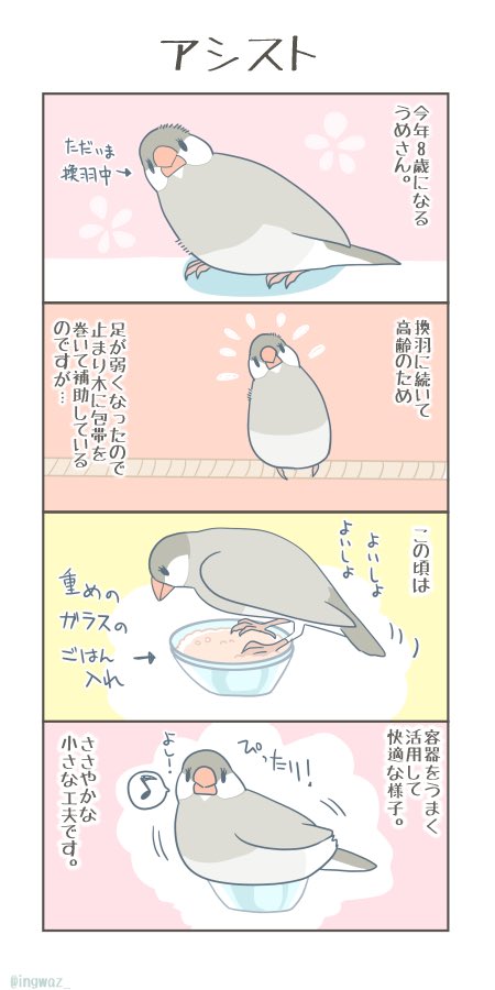 アシスト。
今年8歳になるうめさん、工夫をして暮らしています。

#buncho #javasparrow #文鳥 