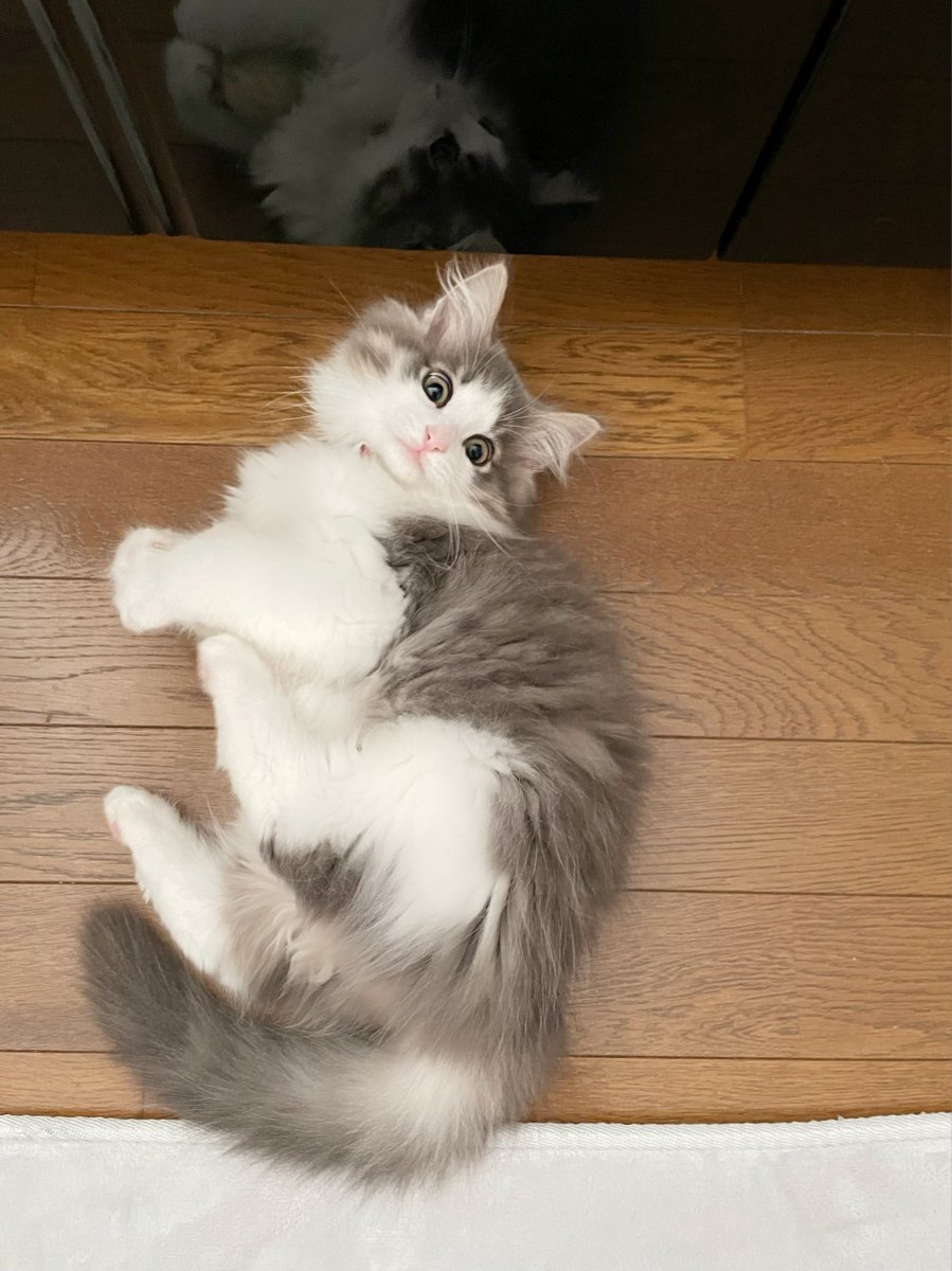 Financier_N's tweet photo. ボールしゅき🩵

#猫　#ノルウェージャンフォレストキャット https://t.co/k3HFTUwjm8