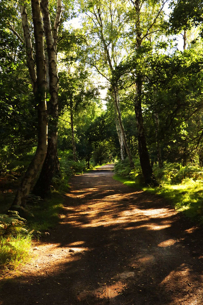 Path through the woods 
#treeclub #woodland #naturalHealthService #openAccess #NaturePhotography #woodlandWandering