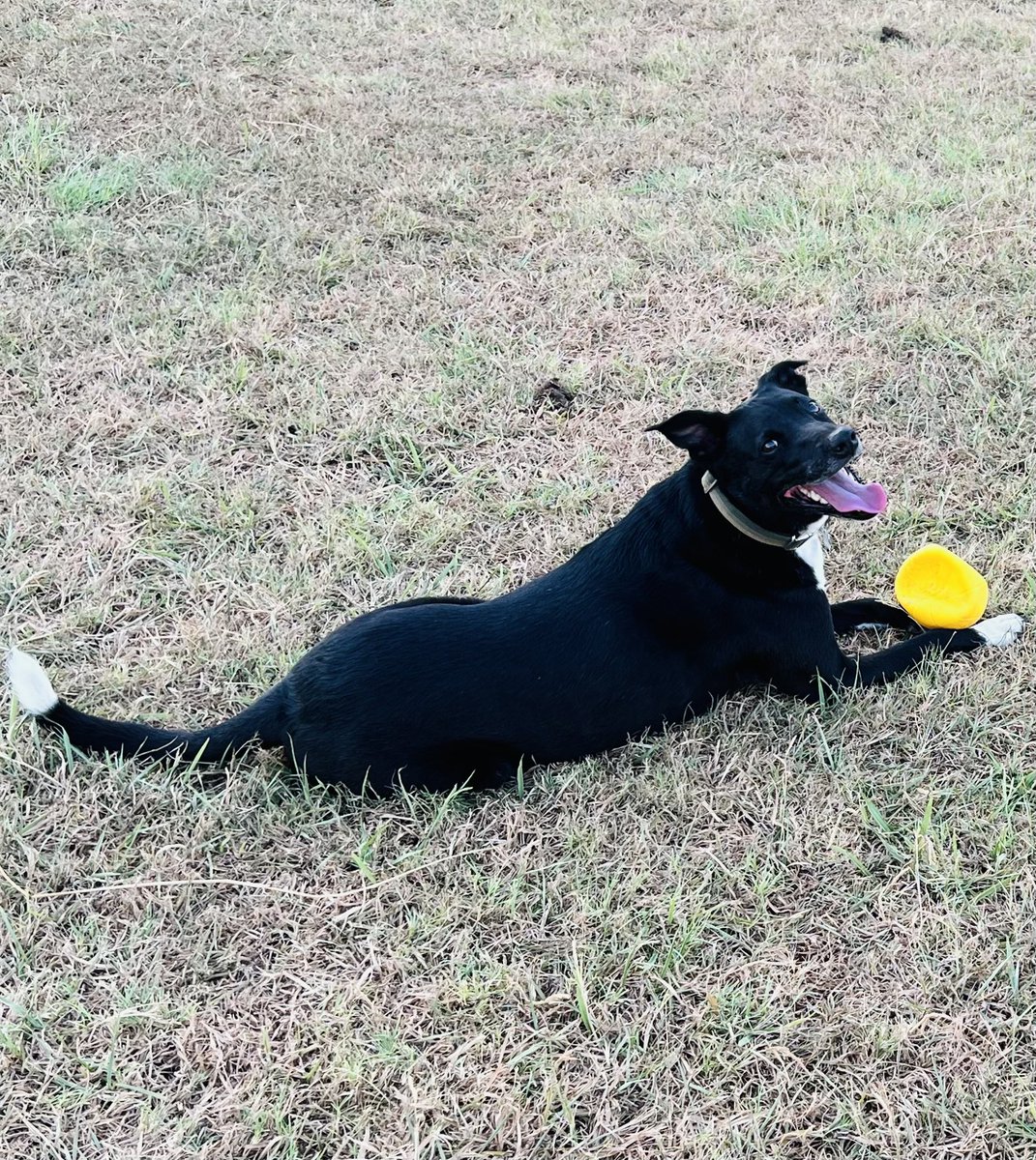 deckhoff12's tweet photo. Happy birthday Otis!! https://t.co/lztQ2ZkUwJ