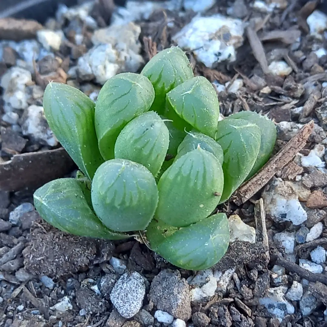 Haworthia Cooperi var. Pilifera

#haworthia #haworthias #haworthiacooperi #suculenta #suculentas #succulent #succulents #cactus #cacti #suculentaschile