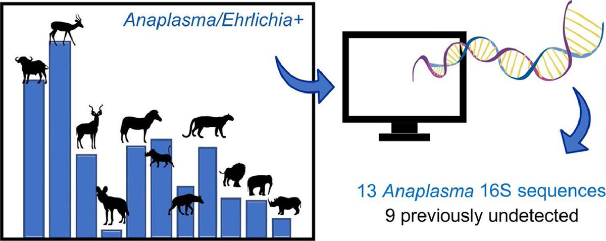 MicrobesInfect's tweet image. Unravelling the diversity of #Anaplasma species circulating in selected African wildlife hosts by targeted 16S #microbiome analysis

sciencedirect.com/science/articl… #OpenAccess #Ehrlichia