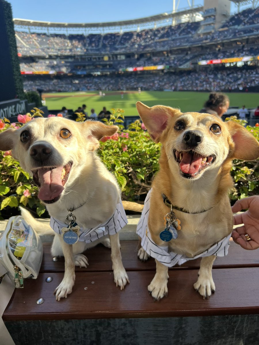crazycharisma's tweet photo. Kano and Kaya got to see a really great pawdres win ☺️ #PadresPets #BringTheGold #Barkyard https://t.co/GLOtpsAPWu