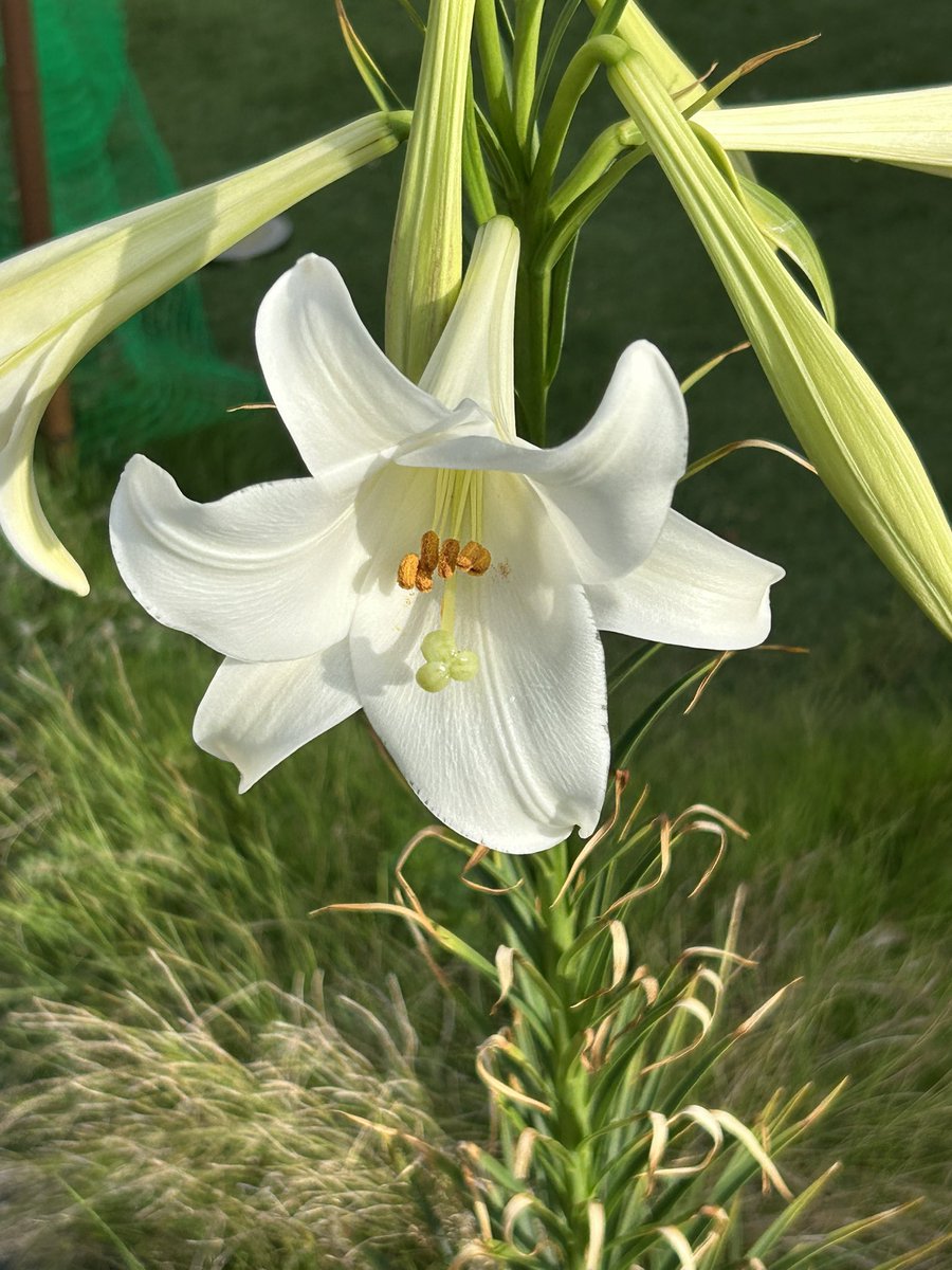 百合の絵 幸せな夢を魅せて 。 。 #illustration #創作百合 #イラスト #ドット絵